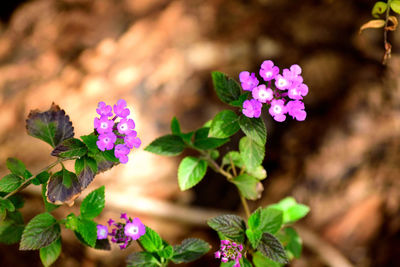 Close-up of pink flowering plant