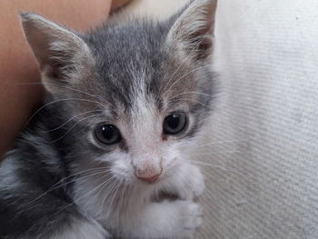 Close-up portrait of kitten