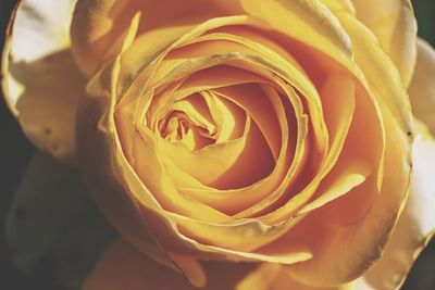 Close-up of yellow rose