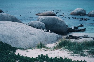 High angle view of penguins perching at beach