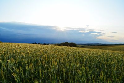 Scenic view of field against sky