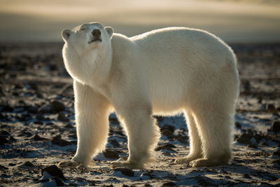 Backlit polar bear stands with eyes closed