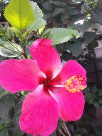 Close-up of pink hibiscus blooming outdoors