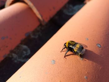 High angle view of bee on person