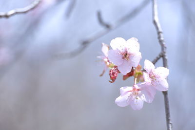 Close-up of pink cherry blossom