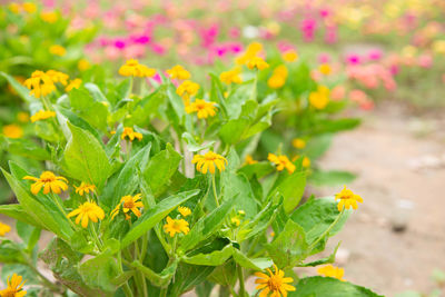 Close-up of yellow flowering plant