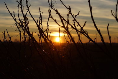 Close-up of silhouette plants on field against sunset sky