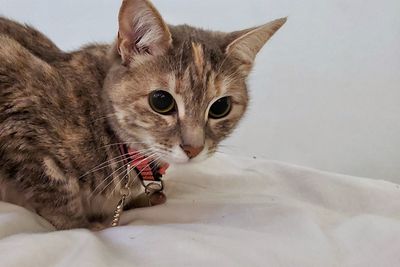 Close-up portrait of a cat