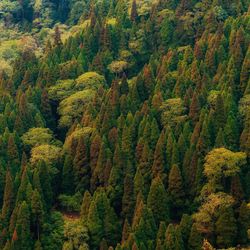 High angle view of pine trees in forest