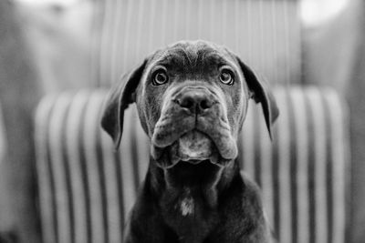 Close-up portrait of dog at home