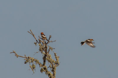 Low angle view of bird flying against the sky