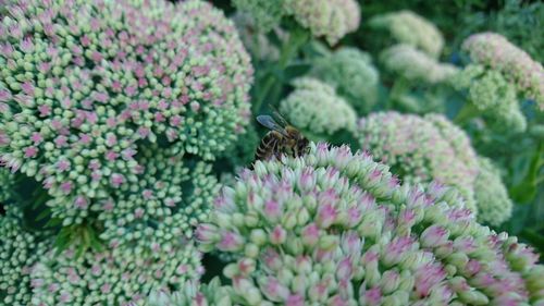 Close-up of bee pollinating on pink flower