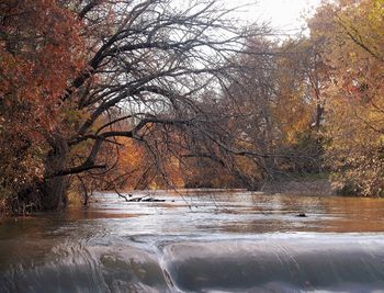 Scenic view of river in forest