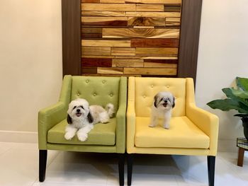 Portrait of dog sitting on chair at home
