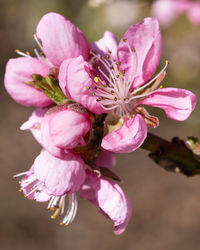 Nectarine tree, close up of the flower head