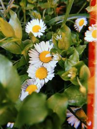 Close-up of yellow flowers blooming outdoors