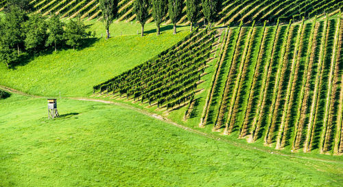 Scenic view of agricultural field