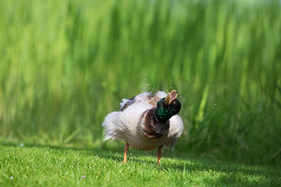 Close-up of mallard duck perching on grass