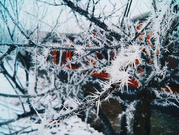 Close-up of frozen bare tree during winter