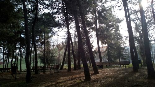 Trees in forest