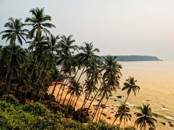 View of coconut palm trees on cabo de rama beach in goa