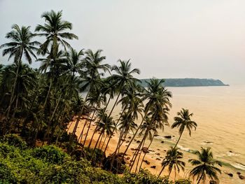 Palm trees on beach against clear sky