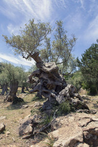 Trees growing on rock against sky