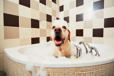 Close-up of dog in bathtub at home