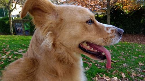 Close-up of a dog looking away
