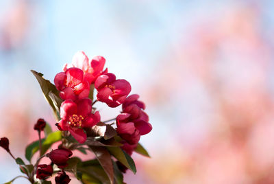 Close-up of pink flowering plant