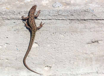 Close-up of a lizard on wall