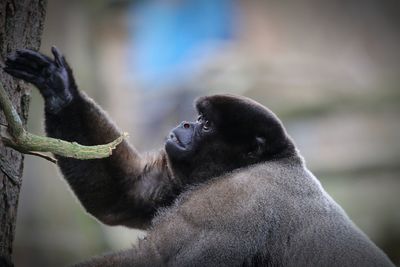 Close-up of a monkey against blurred background