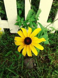 High angle view of yellow flower on field