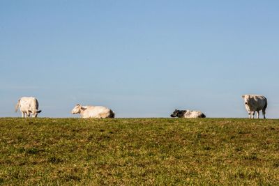 Cows grazing on field against clear sky