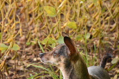 Close-up of dog on field