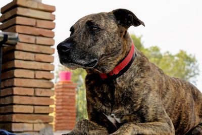 Close-up of dog against clear sky