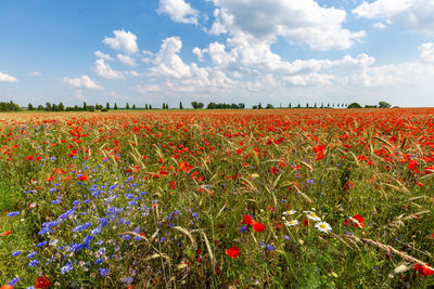 Scenic view of flowering plants on field against sky