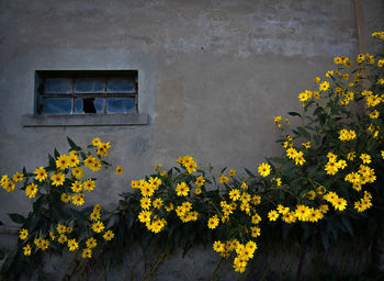 Close-up of yellow flowering plant against building