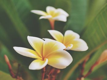 Close-up of yellow flowering plant