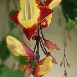 Close-up of yellow flower