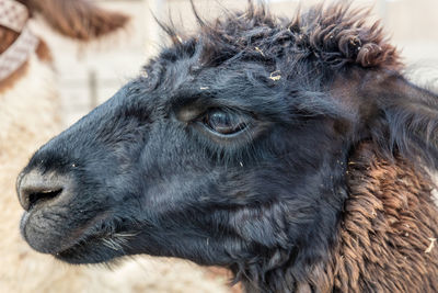 Close-up of goat