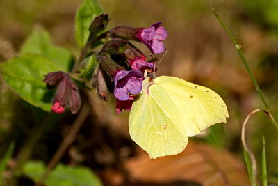 Close-up of butterfly pollinating on pink flower