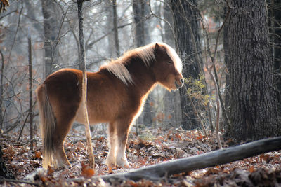 Horse in a forest