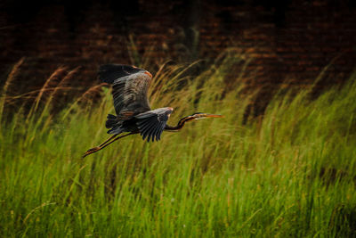 Bird flying over a field