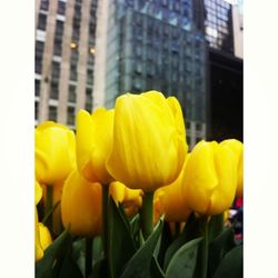 Close-up of yellow flowers