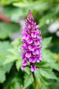 Close-up of purple flower