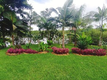 View of flowering plants in garden