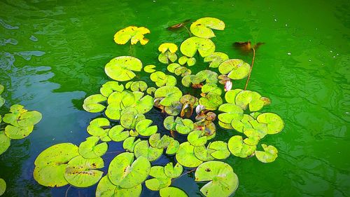 High angle view of lily pads in lake