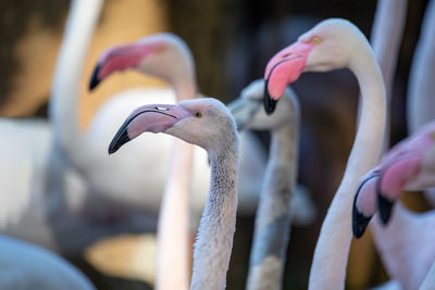 Close-up of birds