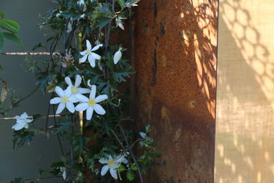 Flowers blooming on tree